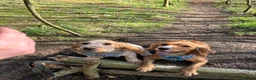 Cocker Spaniel dogs for sale: Casper the show cocker spaniel  - Advert 1