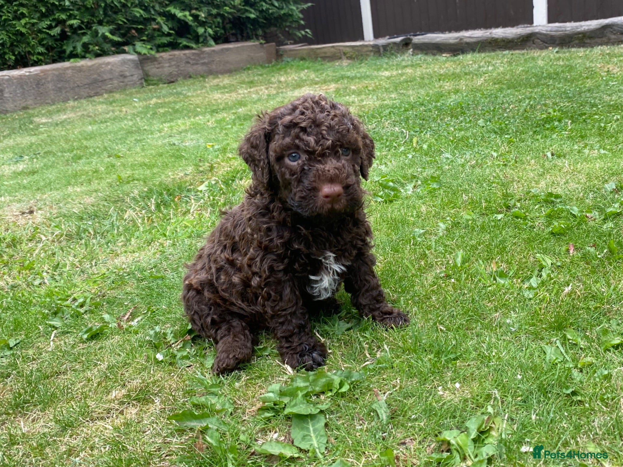 Lagotto Romagnolo dogs Lagotto Romagnolo puppies  - Advert 2