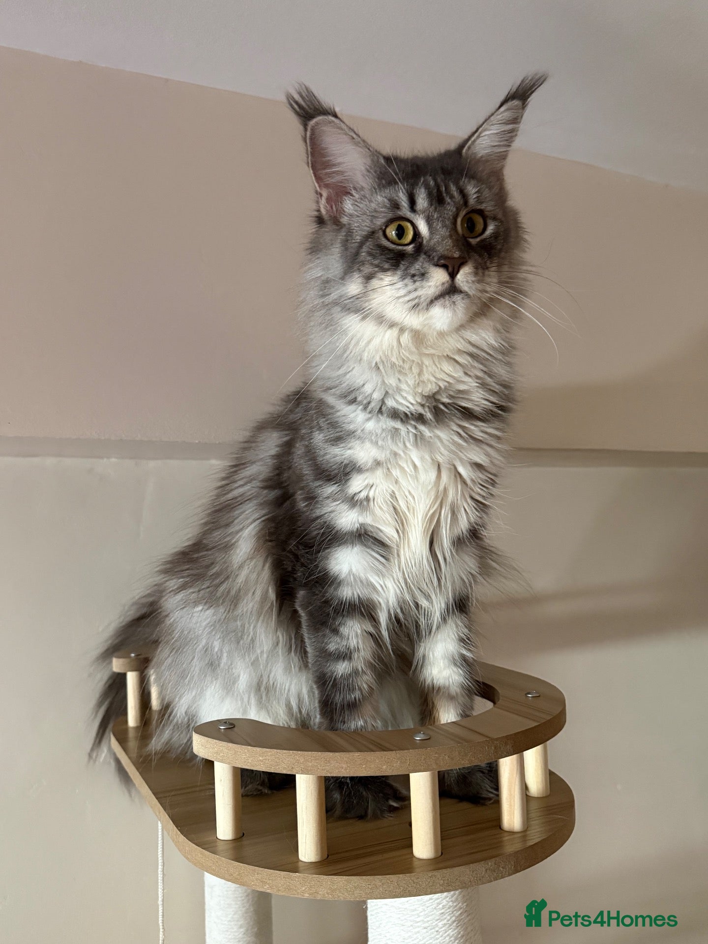 Maine Coon cats Stunning TICA Maine Coon Queen DNA Tested Active - Advert 4