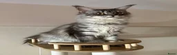 Maine Coon cats for sale: Stunning TICA Maine Coon Queen DNA Tested Active in London - Advert 1
