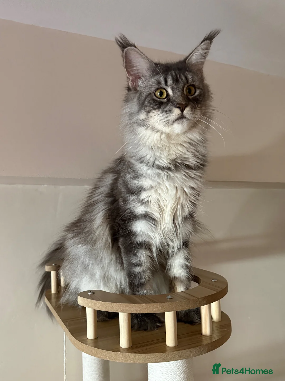 Maine Coon cats for sale: Stunning TICA Maine Coon Queen DNA Tested Active in London - Advert 1