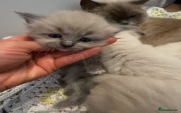 Ragdoll cats for sale: Beautiful mink point Ragdolls! 🩶🤍 - Image 27
