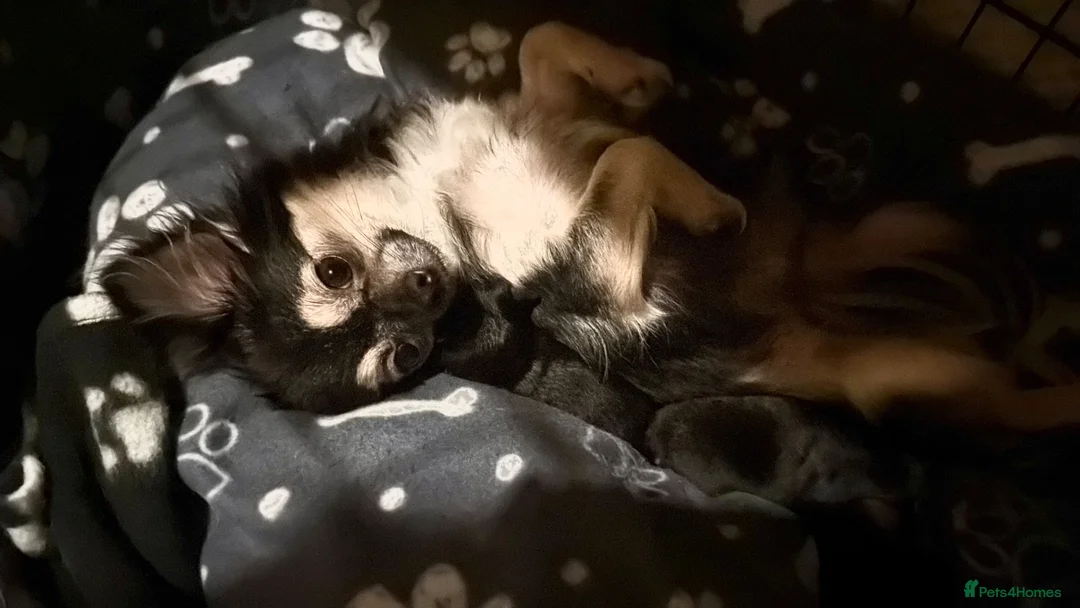 Chihuahua dogs for sale: Two beautiful long haired Black and Tan females - Advert 2