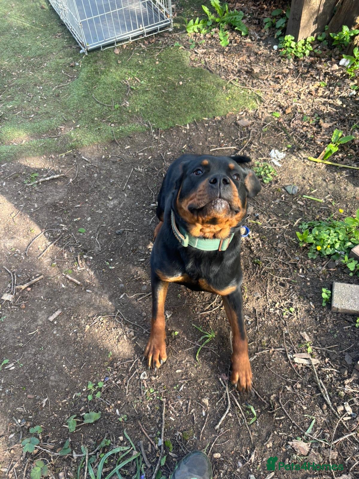 Rottweiler dogs Lottie the Rottie - Advert 1