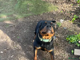 Rottweiler dogs Lottie the Rottie - Advert 1