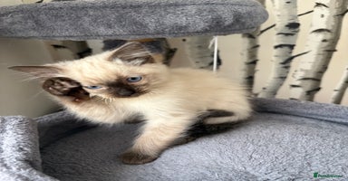 Ragdoll cats - Advert 11