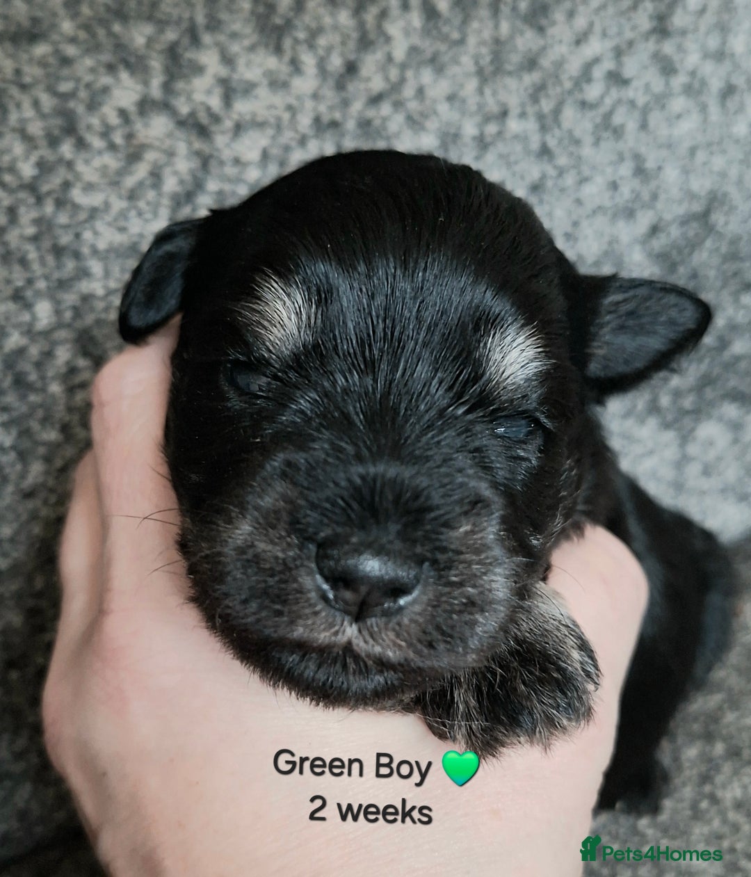 Miniature Schnauzer dogs for sale: Fantastic litter of Black and Silver pups K.C Reg - Advert 6