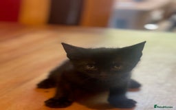 Russian Blue cats for sale: Black kitten - Image 1
