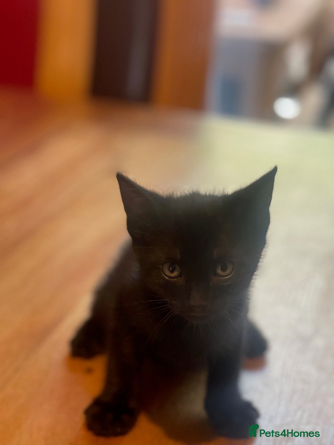 Russian Blue cats for sale: Black kitten - Image 1