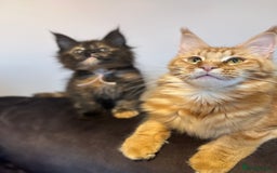 Maine Coon cats for sale: *READY* Stunning Tica Maine Coons - Image 16