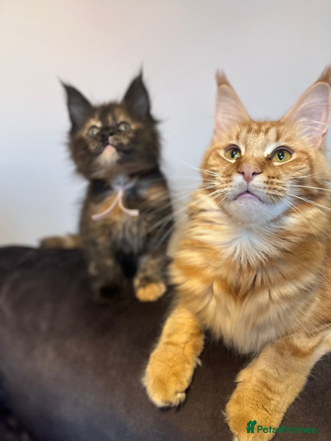 Maine Coon cats for sale: *READY* Stunning Tica Maine Coons - Image 16