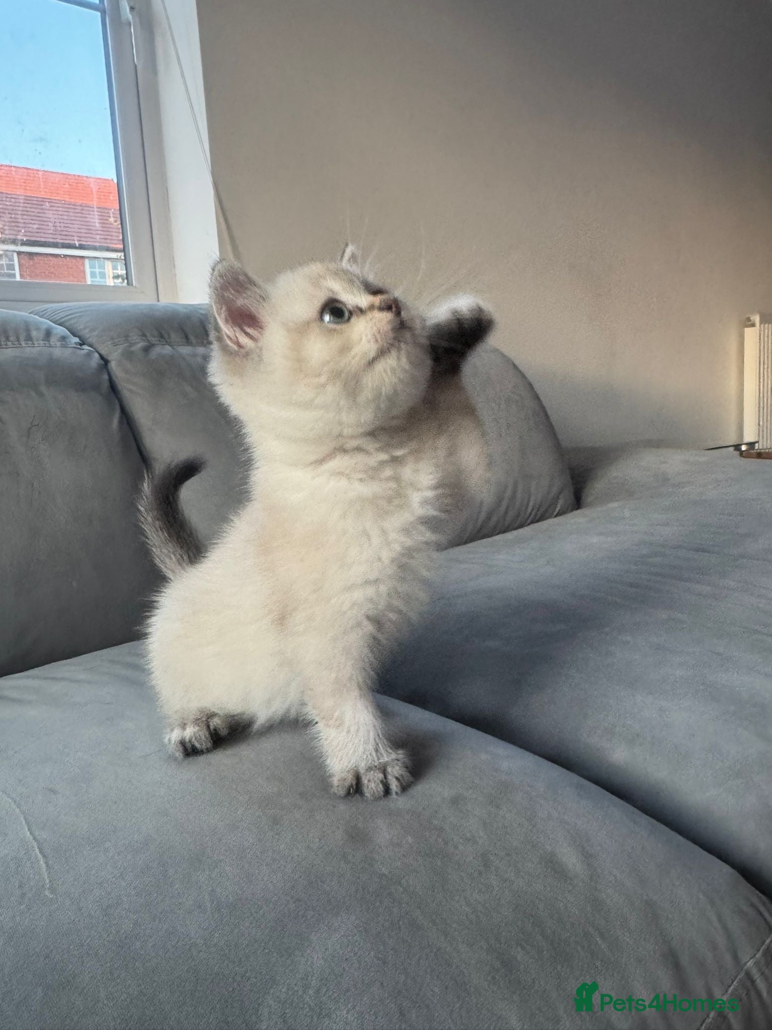 British Shorthair cats 🥇lilac colour point, GCCF BSH kittens ready now - Advert 2