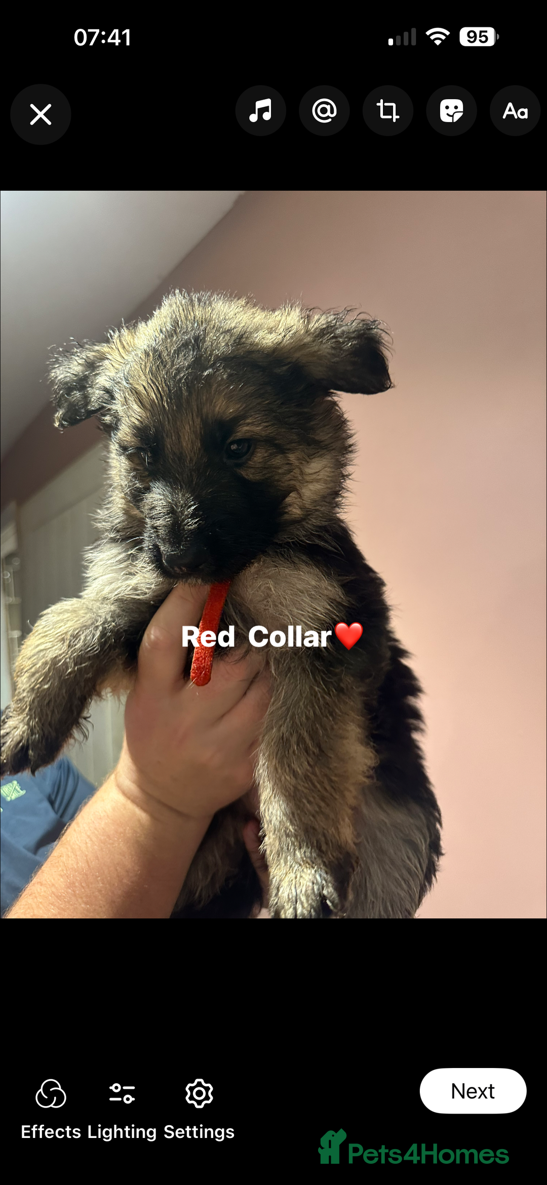 German Shepherd dogs for sale: German Shepherd puppies *Open to sensible offers* - Advert 29