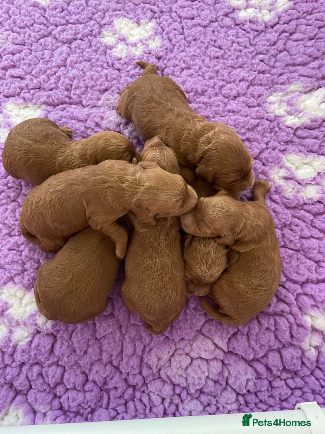 Toy Poodle dogs for stud: EXTENSIVELY HEALTH TESTED TOY POODLE STUD TYSON🌹 in Sheerness - Advert 9