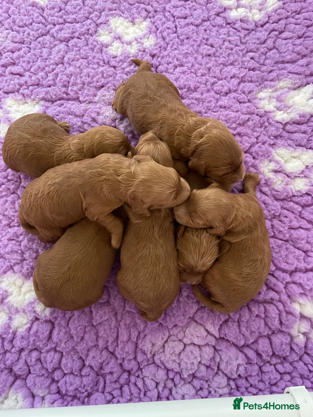 Toy Poodle dogs for stud: EXTENSIVELY HEALTH TESTED TOY POODLE STUD TYSON🌹 in Sheerness - Advert 9