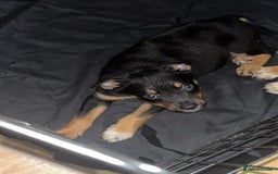 Mixed Breed dogs for sale: Puppie  - Image 1