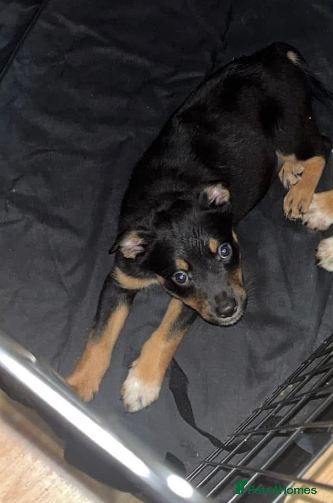 Mixed Breed dogs for sale: Puppie  - Image 1