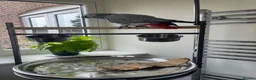 Parrots birds for sale: Super friendly African grey.  in Melton Mowbray - Advert 2