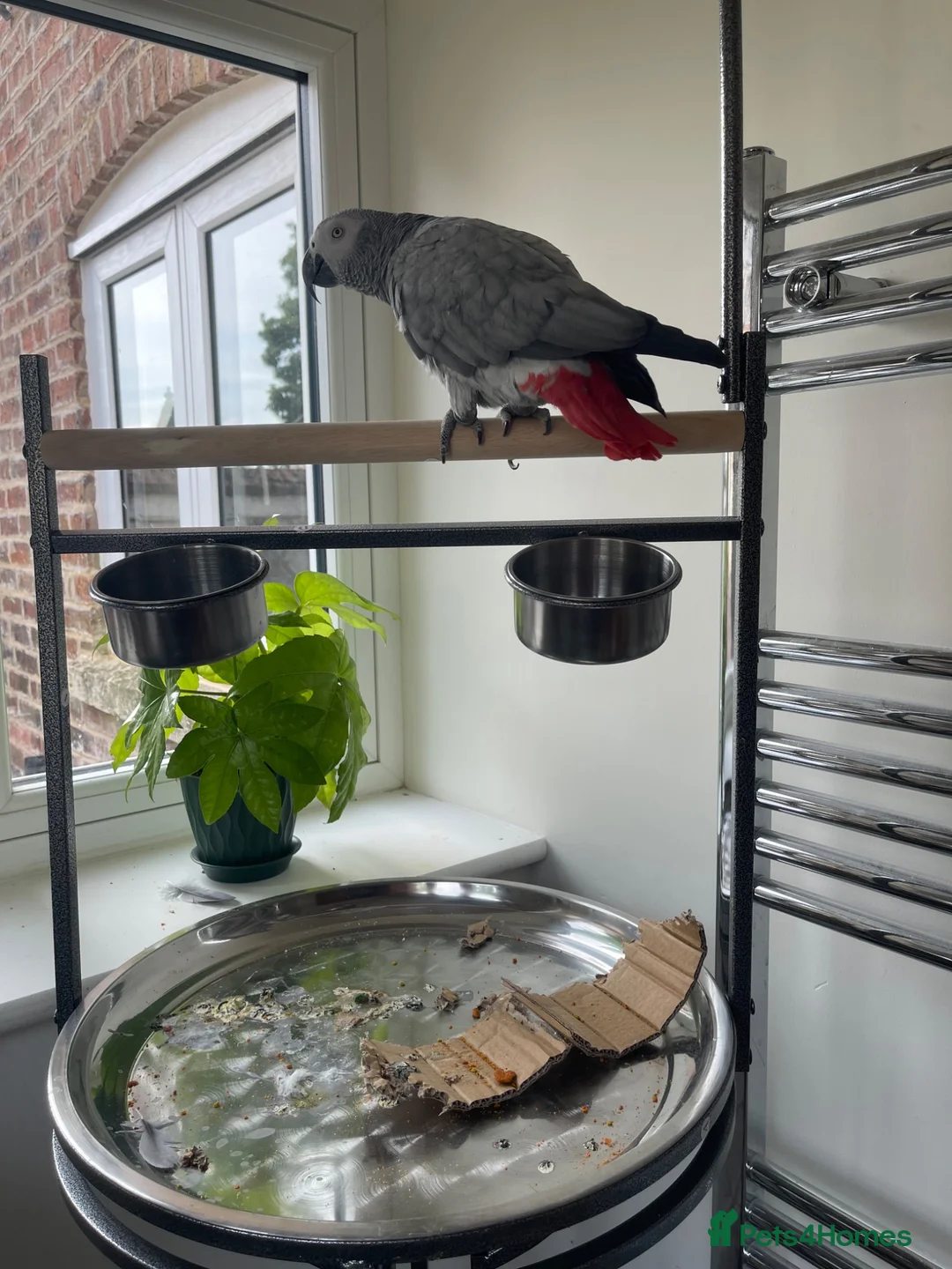 Parrots birds for sale: Super friendly African grey.  in Melton Mowbray - Advert 2