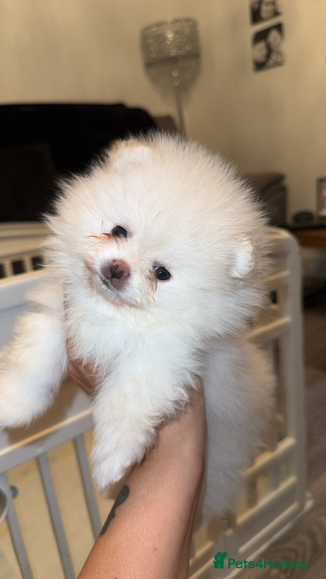 Pomeranian dogs for sale: Beautiful thick coat poms READY to leave next week - Image 9