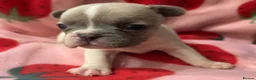 French Bulldog dogs for sale: KC French Bulldog puppies  - Advert 15