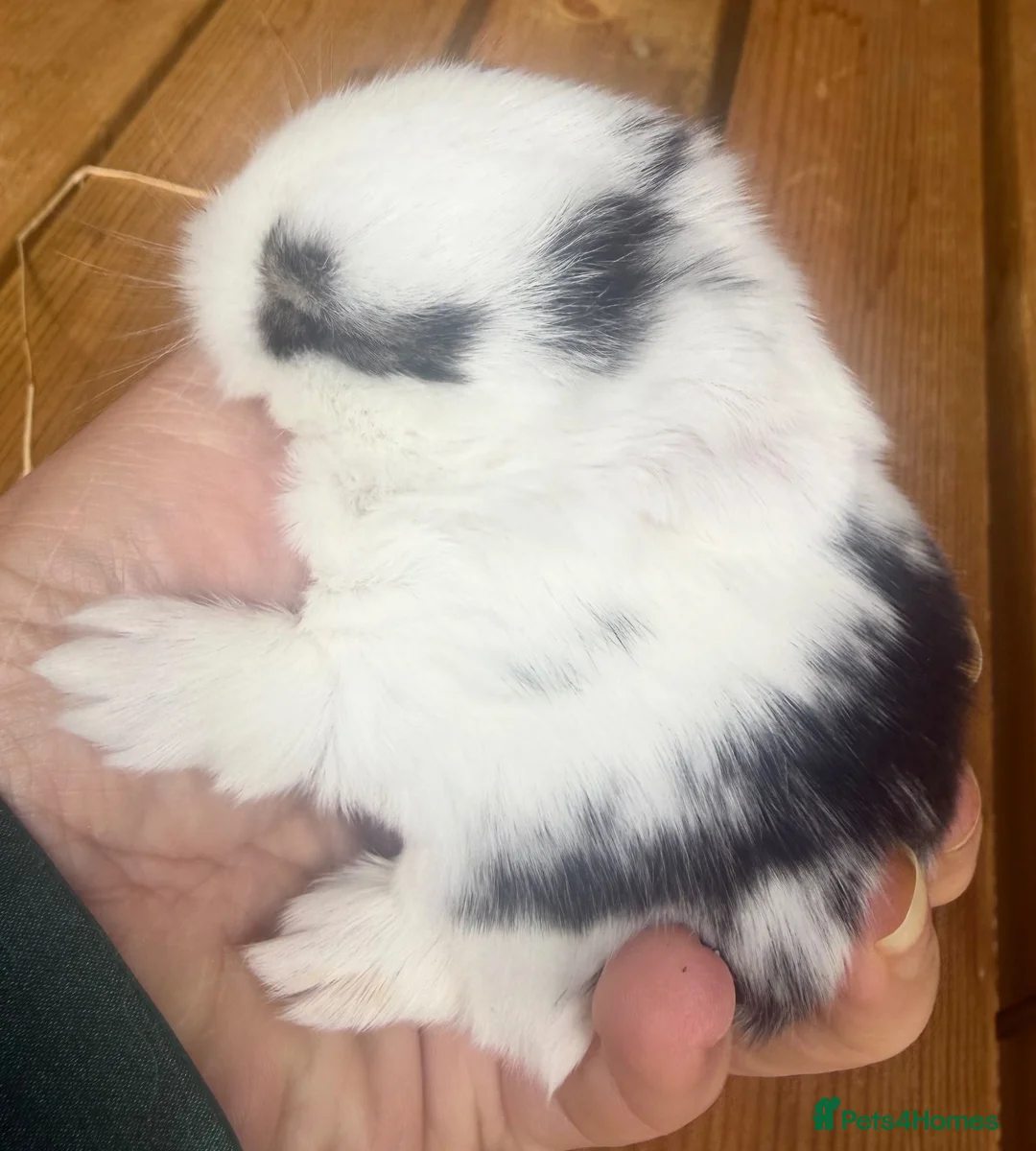 Mini Lop rabbits for sale: Three pure bred mini lop boys. - Advert 10