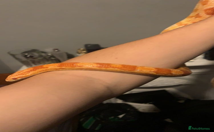 Corn Snake reptiles - Advert 10