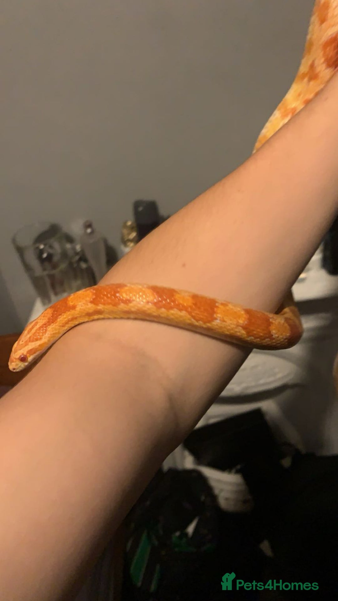 Corn Snake reptiles for sale: Albino corn snake  - Image 1