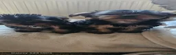 Yorkshire Terrier dogs for sale: Mini yorkies  - Advert 12