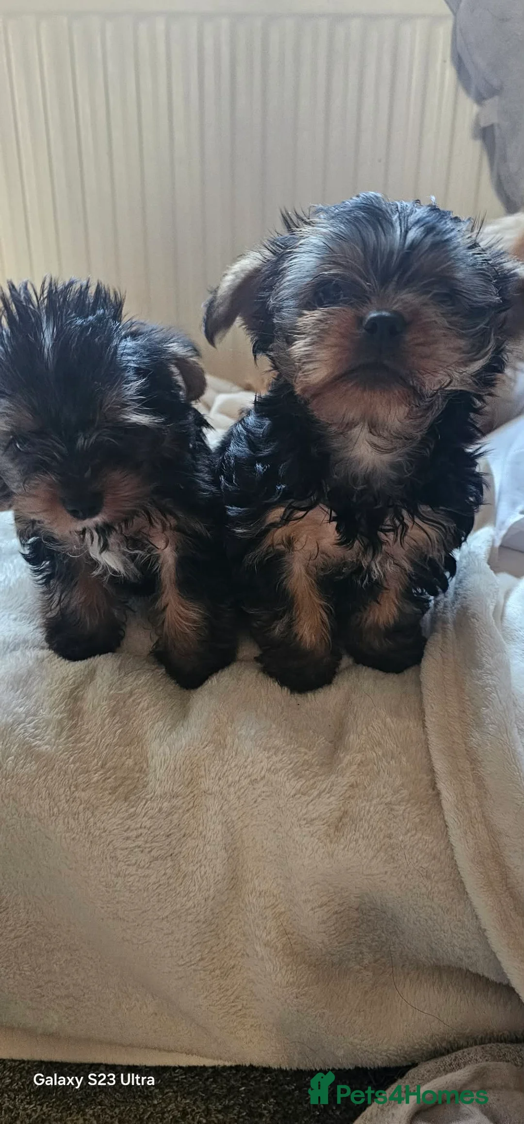 Yorkshire Terrier dogs for sale: Mini yorkies  - Advert 12