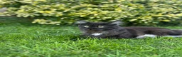 Maine Coon cats for sale: Maine coon cross kittens in Melksham - Advert 27