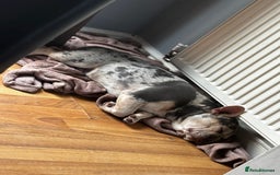 French Bulldog dogs for sale: Hugo French bull dog  - Image 6