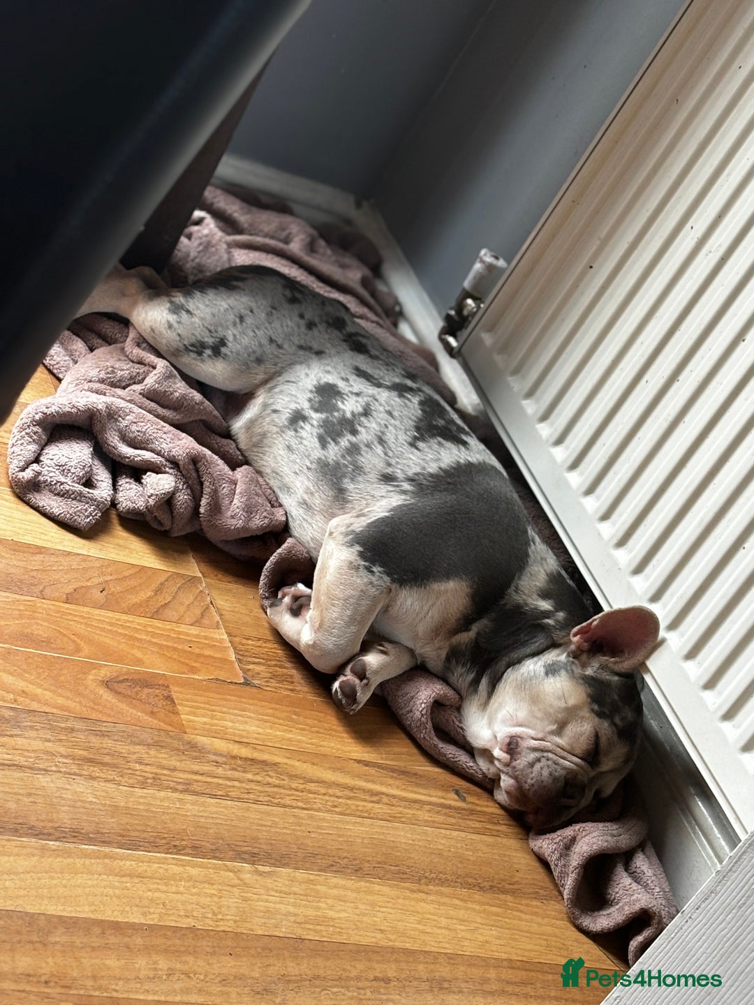 French Bulldog dogs for sale: Hugo French bull dog  - Image 6