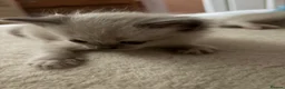 Ragdoll cats for sale: Blue pointed Ragdoll kittens ready now - Advert 33