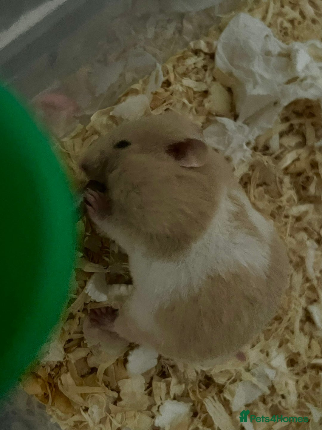 Hamster rodents for sale: 2 girls left Syrian hamsters  - Advert 1