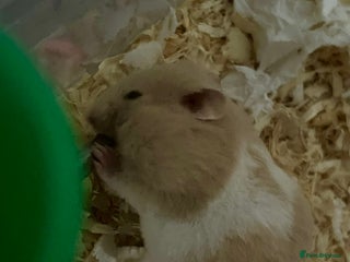 Hamster rodents 2 girls left Syrian hamsters - Advert 1