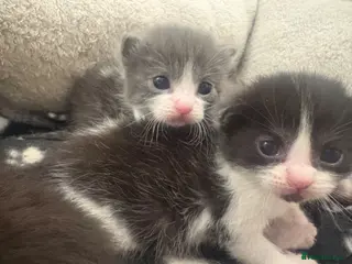 Mixed Breed cats Kittens for sale - Advert 2