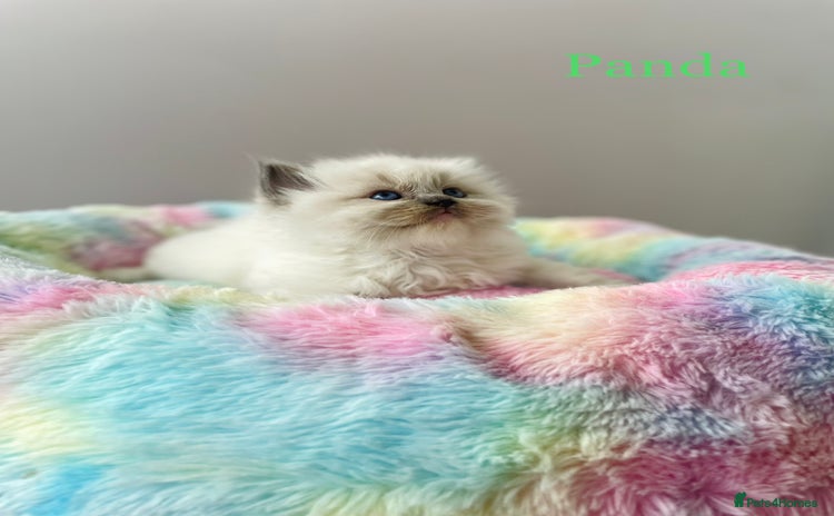 Ragdoll cats TICA registered ragdoll kittens - Advert 8