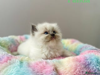 Ragdoll cats TICA registered ragdoll kittens - Advert 8