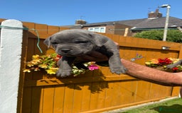 Staffordshire Bull Terrier dogs for sale: solid blues - Image 5