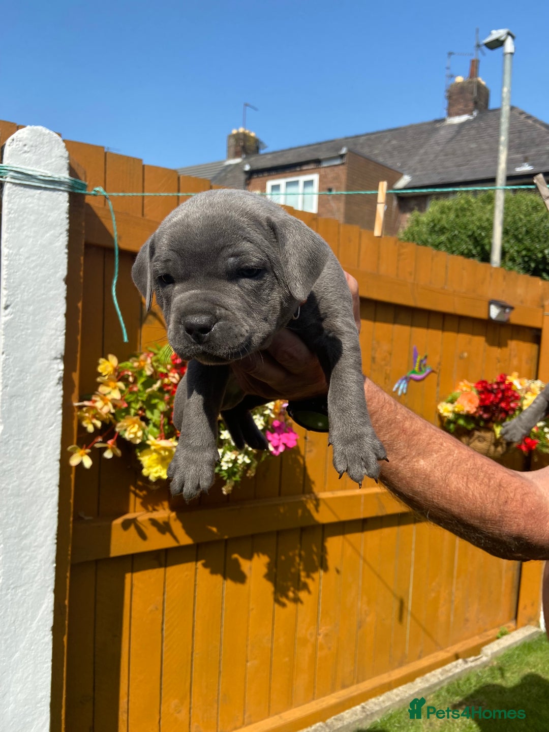 Staffordshire Bull Terrier dogs for sale: solid blues - Image 5