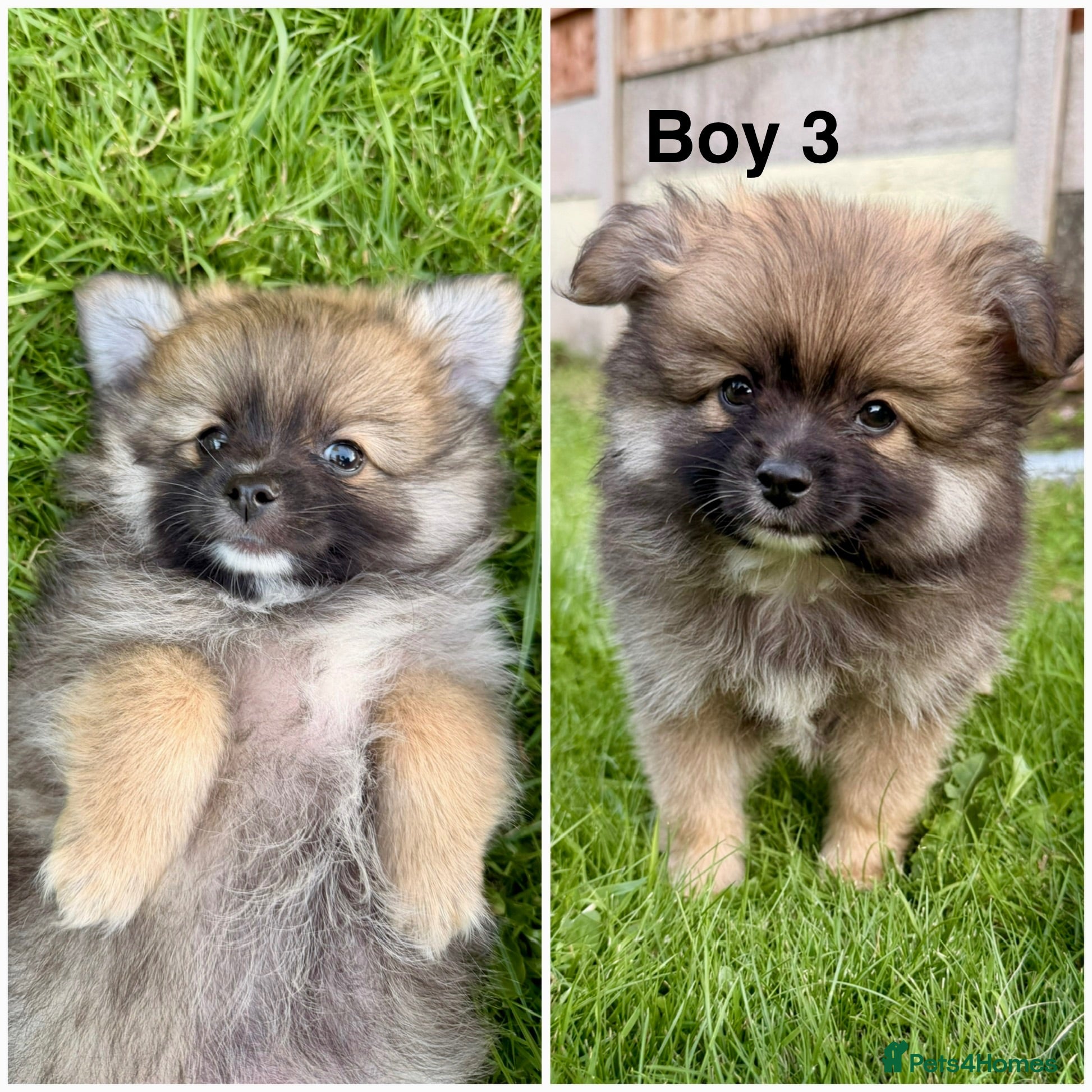 Pomeranian dogs Beautiful Pomeranian Puppies  - Advert 1