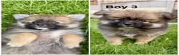 Pomeranian dogs for sale: Beautiful Pomeranian Puppies  - Advert 4