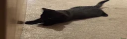 British Shorthair cats for sale: 7 short hair kittens  - Advert 17