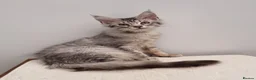 Maine Coon cats for sale: GCCF registered Maine Coon Pedigree Kitten  - Advert 10