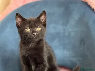 Mixed Breed cats * 7 BEAUTIFUL KITTENS * 4 FEMALE AND 3 MALE * - Advert 15