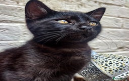 Bengal cats for sale: RARE Coats ~ Bengal/Maine Coon mix - Image 5