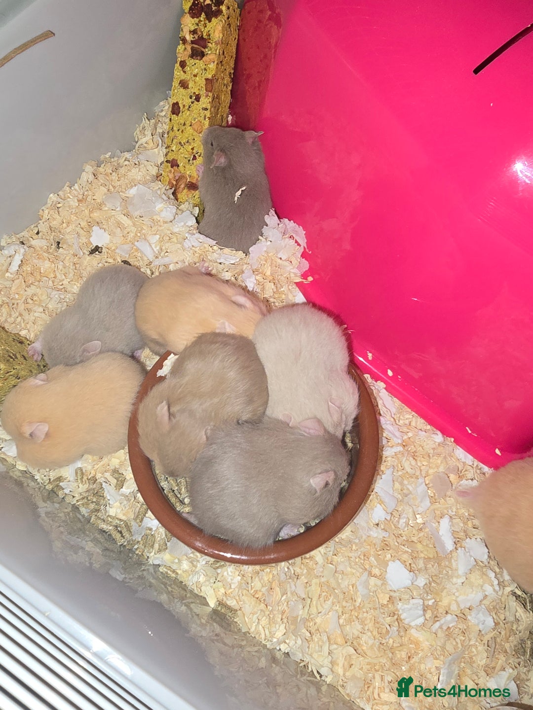 Hamster rodents for sale: Baby syrian hamsters  - Image 7