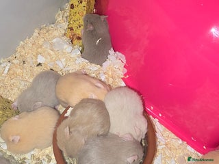 Hamster rodents - Advert 1