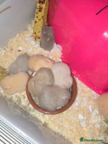Hamster rodents - Advert 3